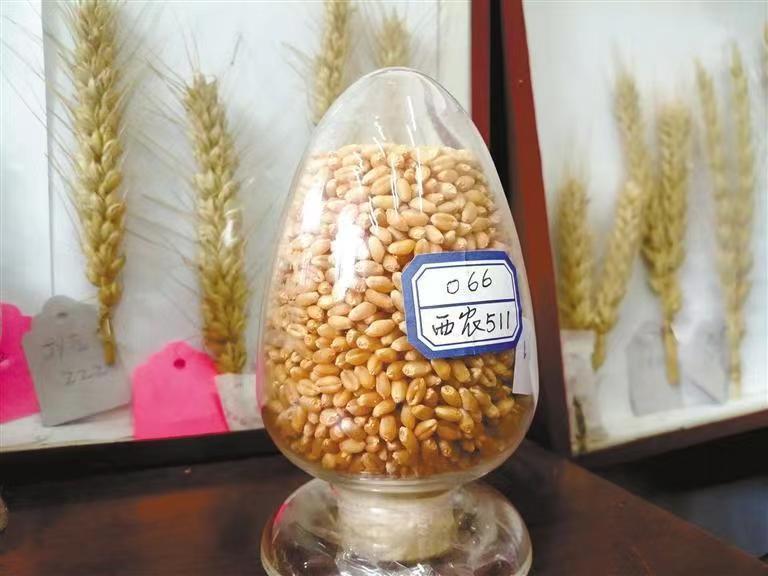 西農629與西農598 226萬元成功轉讓，推動小麥育種新突破